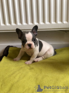 Photo №1. french bulldog - for sale in the city of Berlin | Is free | Announcement № 101845