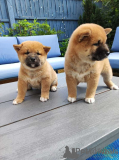 Photo №2 to announcement № 172263 for the sale of shiba inu - buy in Netherlands 