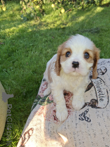 Photo №4. I will sell american cocker spaniel, english cocker spaniel, english springer spaniel, welsh springer spaniel, irish water spaniel, spanish water dog, spanisch mastiff, cavalier king charles spaniel, cavalier king charles spaniel, clumber spaniel, russian spaniel, tibetan spaniel in the city of Helsinki.  - price - 1032$