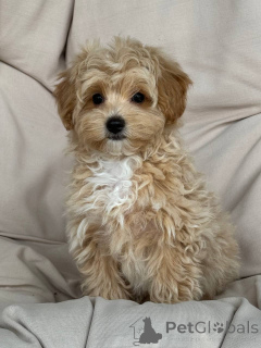 Photo №2 to announcement № 143530 for the sale of  - buy in Germany breeder