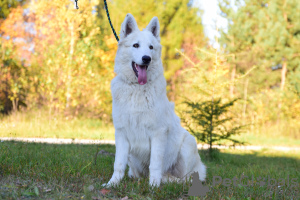 Photo №2 to announcement № 28768 for the sale of berger blanc suisse - buy in Poland breeder