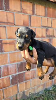 Photo №3. DOBERMAN PUPPIES. Serbia