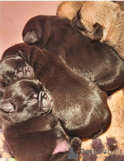 Photo №2 to announcement № 98274 for the sale of pug - buy in Serbia 