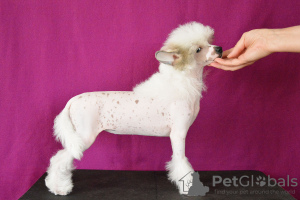 Photo №1. chinese crested dog - for sale in the city of Москва | 1500$ | Announcement № 10395