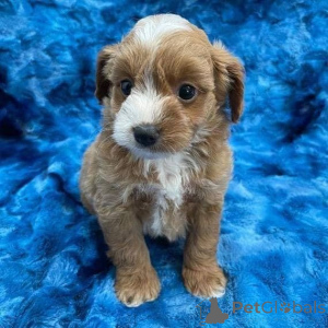 Photo №2 to announcement № 171672 for the sale of poodle (toy) - buy in Luxembourg private announcement