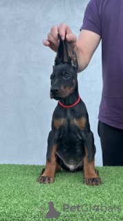 Additional photos: Doberman puppies