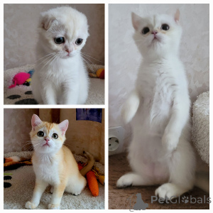 Photo №2 to announcement № 141411 for the sale of chinchilla cat - buy in Russian Federation from nursery