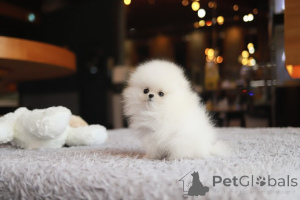 Photo №3. Dean Janet Kay puppies house. United States