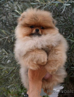 Photo №2 to announcement № 175705 for the sale of pomeranian - buy in Macedonia 