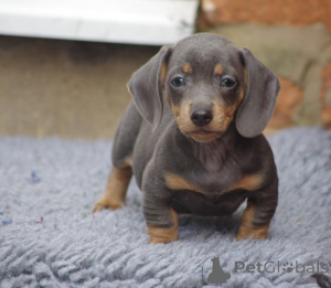 Photo №1. dachshund - for sale in the city of Skellefteå | 671$ | Announcement № 168265