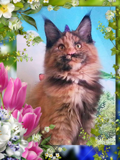 Photo №1. maine coon - for sale in the city of Novosibirsk | 389$ | Announcement № 5588