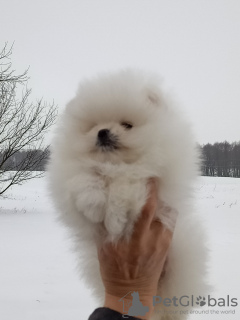 Photo №1. pomeranian - for sale in the city of Стамбул | 1587$ | Announcement № 9293