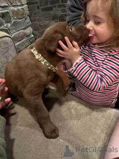 Photo №4. I will sell labrador retriever in the city of Eindhoven. private announcement, breeder - price - negotiated