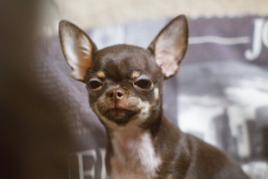 Photo №1. chihuahua - for sale in the city of Samara | 768$ | Announcement № 5608