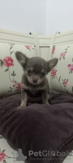 Photo №4. I will sell chihuahua in the city of Стамбул. private announcement - price - 845$