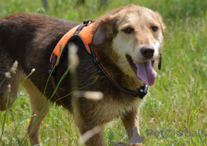 Photo №3. Dogs as a gift!. Belarus