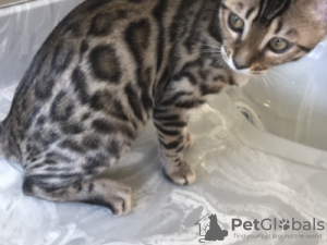 Additional photos: Bengal kittens for rehoming