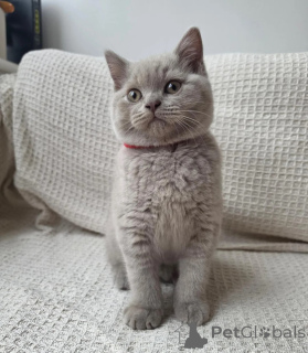 Photo №1. british shorthair - for sale in the city of Dreieich | 361$ | Announcement № 178445