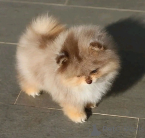 Photo №2 to announcement № 165214 for the sale of pomeranian - buy in Netherlands breeder