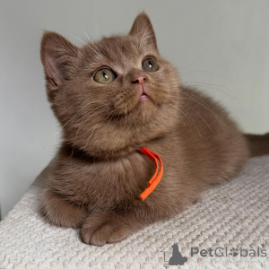 Photo №3. Purebred British Shorthair Kittens Cute, Healthy & Well-Socialized. Germany