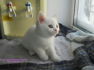 Photo №2 to announcement № 1372 for the sale of british shorthair - buy in Russian Federation private announcement