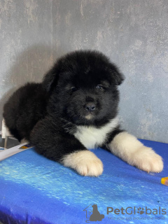 Photo №1. american akita - for sale in the city of Zaporizhia | 713$ | Announcement № 8992