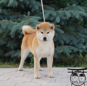 Photo №2 to announcement № 2580 for the sale of shiba inu - buy in Russian Federation from nursery