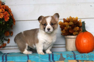 Photo №2 to announcement № 63543 for the sale of welsh corgi - buy in Greece 