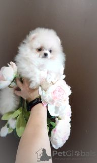 Additional photos: Pomeranian Spitz, puppies. Mini bears