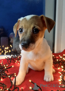 Additional photos: Jack Russell Terrier puppies