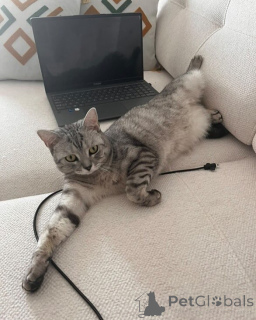 Photo №2 to announcement № 157769 for the sale of british shorthair - buy in Italy private announcement