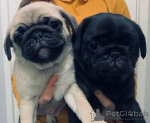 Photo №1. pug - for sale in the city of Barcelona | Is free | Announcement № 18792