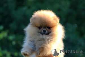 Photo №1. pomeranian - for sale in the city of Loznica | negotiated | Announcement № 143528