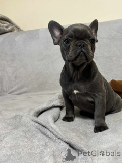 Photo №4. I will sell french bulldog in the city of Berlin. private announcement - price - Is free