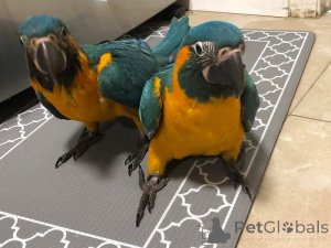 Photo №2 to announcement № 162982 for the sale of  - buy in Czech Republic 