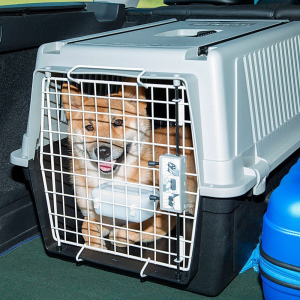Photo №1. Services for the delivery and transportation of cats and dogs in the city of Minsk. Announcement № 796