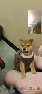 Photo №3. Selling a puppy. China