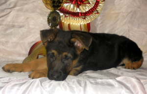 Photo №2 to announcement № 3755 for the sale of german shepherd - buy in Russian Federation from nursery, breeder