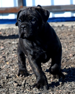 Photo №4. I will sell cane corso in the city of Vitebsk. from nursery - price - negotiated