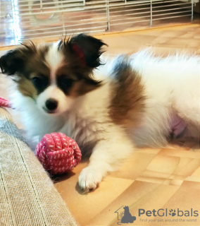 Photo №1. papillon dog - for sale in the city of Bishkek | negotiated | Announcement № 115367