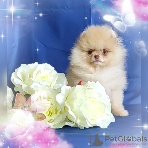 Photo №1. pomeranian - for sale in the city of Minsk | 350$ | Announcement № 88986