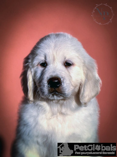 Photo №2 to announcement № 134279 for the sale of golden retriever - buy in Montenegro breeder