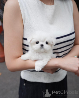 Photo №3. Our beautiful litter Maltese puppies. Germany