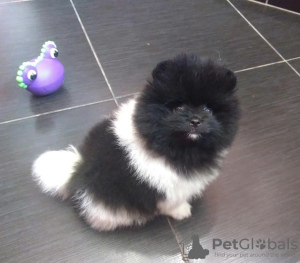 Photo №1. pomeranian - for sale in the city of Doha | Is free | Announcement № 38560