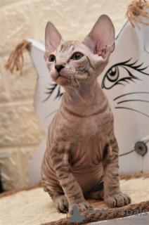 Photo №2 to announcement № 20357 for the sale of sphynx-katze - buy in Israel from nursery