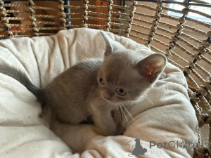 Photo №1. burmese cat - for sale in the city of Berikon | 361$ | Announcement № 178736