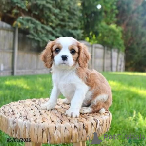 Photo №1. cavalier king charles spaniel - for sale in the city of Porto | negotiated | Announcement № 176930