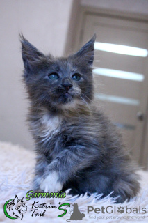 Photo №4. I will sell maine coon in the city of St. Petersburg. private announcement, from nursery, breeder - price - 473$