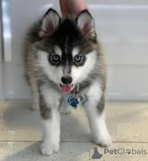 Photo №2 to announcement № 136084 for the sale of non-pedigree dogs - buy in Switzerland 