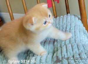 Photo №2 to announcement № 141275 for the sale of scottish fold - buy in United States breeder